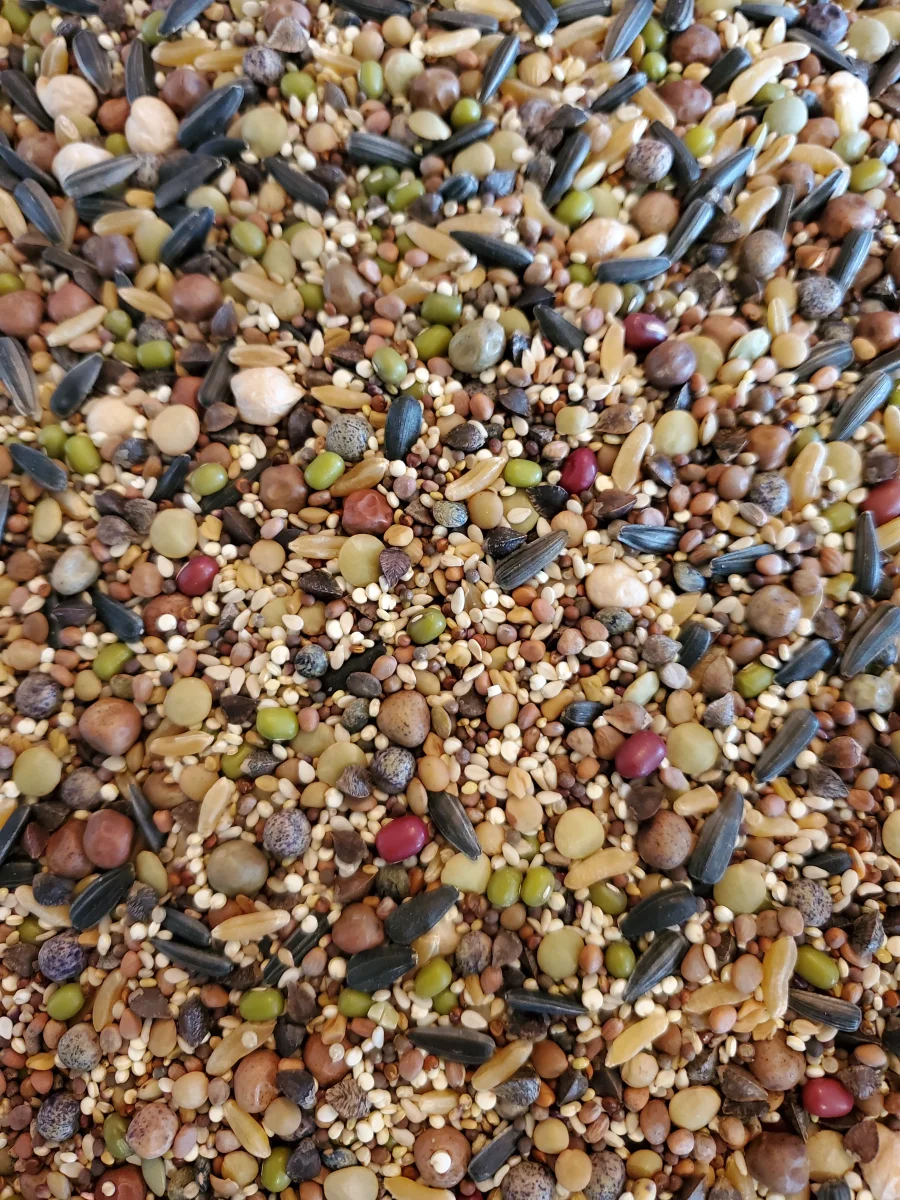 Organic Sprout Mix - 250g - Bild 3