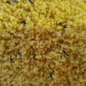 Yellow Rul Eggfood ( with honey )