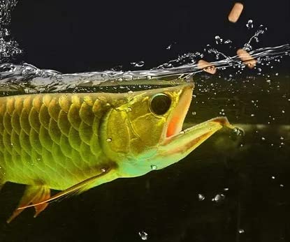 Inch Gold Large Arowana Fish Food (454 G) 0.454 kg Dry Senior, Adult, Young Fish Food - Bild 5