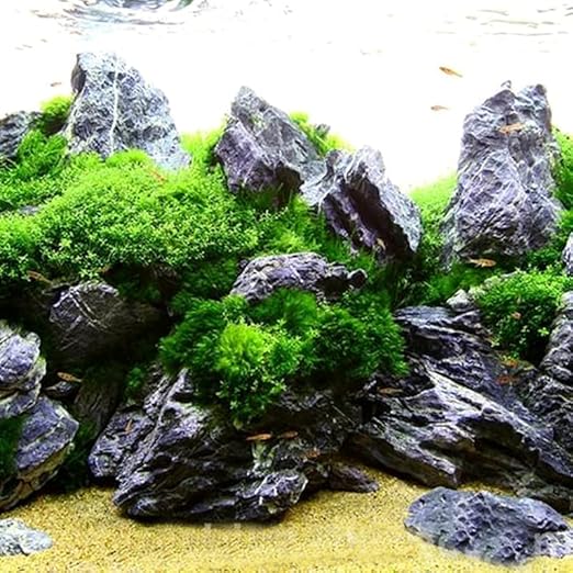 Petzlifeworld Premium Seiryu Rock – Natural River Rock for Aquascaping, Terrariums & Freshwater Aquariums - Bild 6