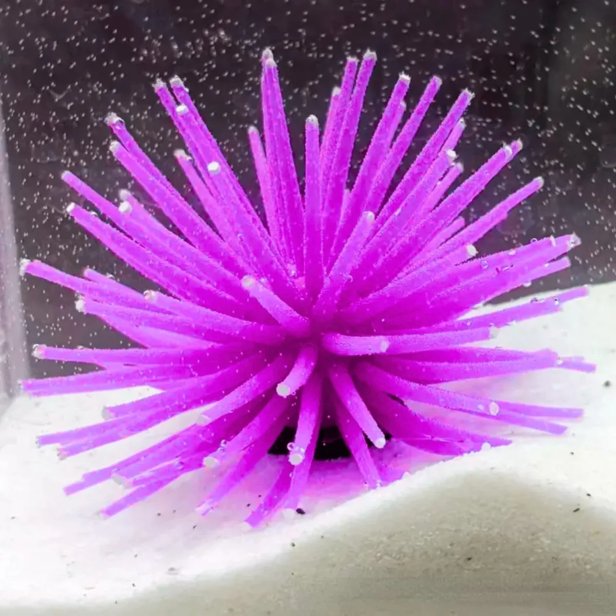 Petzlifeworld Aquarium Underwater Silicone Simulation Artificial Fake Anemone Ornament Fish Tank Decoration Plant (Random Color) - Bild 2