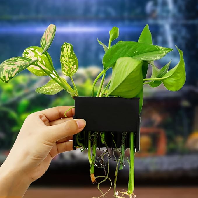 VAYINATO® 5 Hole Aquarium Fish Tank Water Plant and Indoor Money Plastic Plant Holder Hydroponics Plastic Pot | Decoration Plant Hanging Cups (Black) by Petzlifeworld - Bild 4