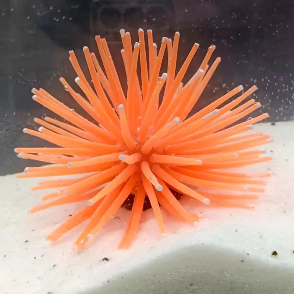 Petzlifeworld Aquarium Underwater Silicone Simulation Artificial Fake Anemone Ornament Fish Tank Decoration Plant (Random Color) - Bild 4