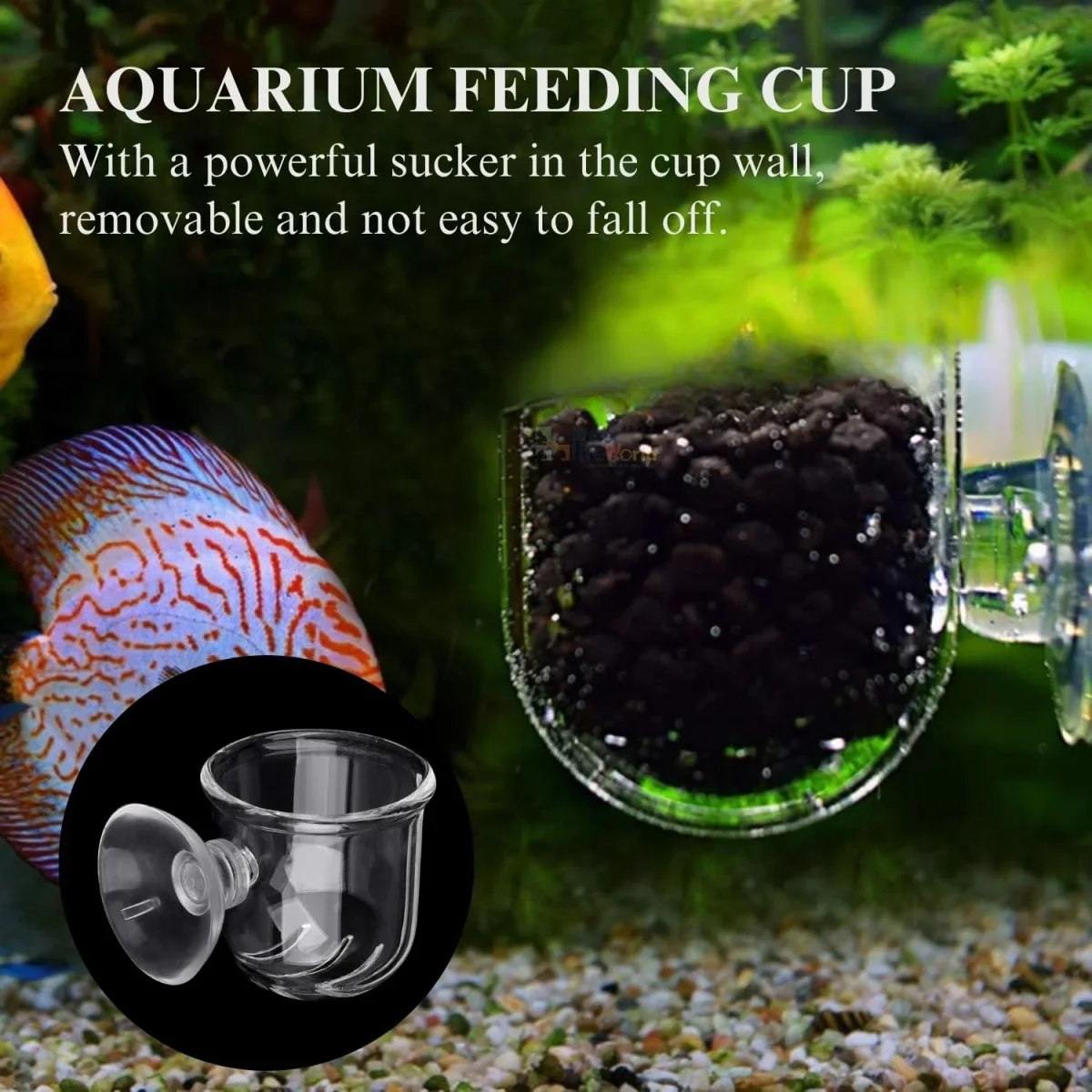 Petzlifeworld Transparent Acrylic Live Blood Worms Feeding Cone with Sucker for Aquarium Fish Tank - Bild 4