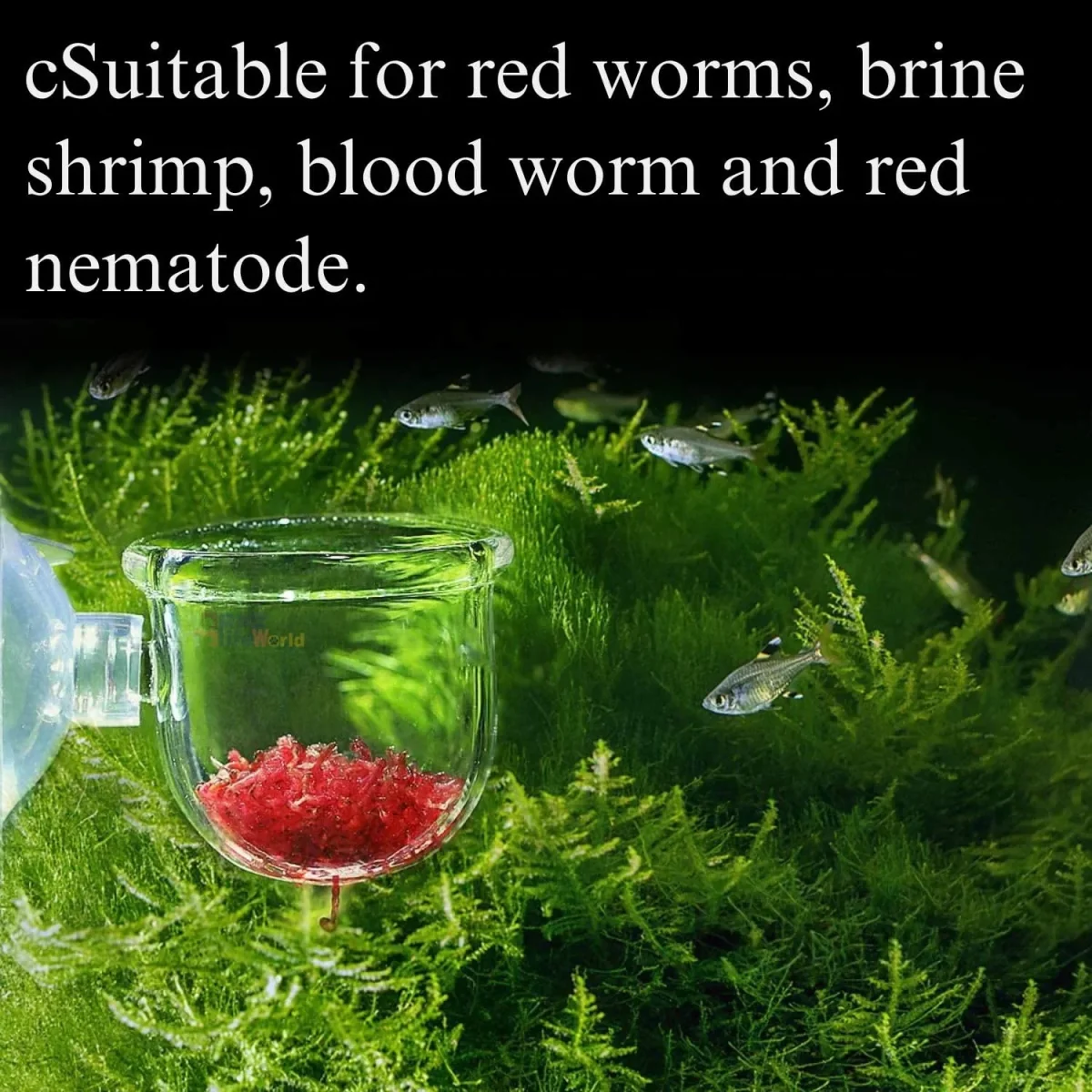 Petzlifeworld Transparent Acrylic Live Blood Worms Feeding Cone with Sucker for Aquarium Fish Tank - Bild 5