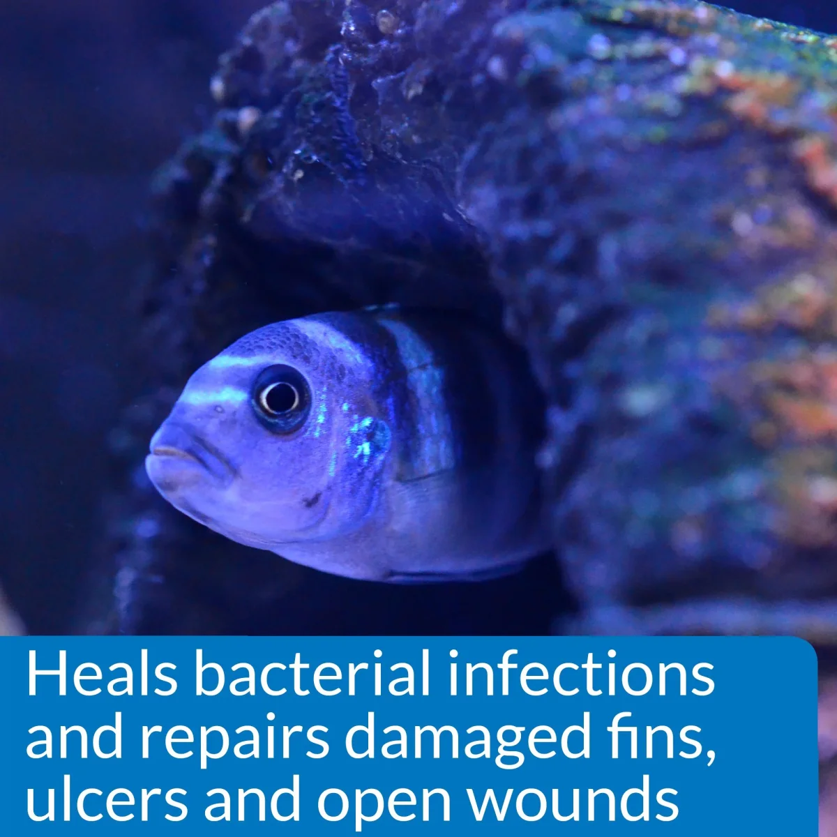 API Melafix, Freshwater Fish Bacterial Infection Remedy, 4 oz - Bild 4