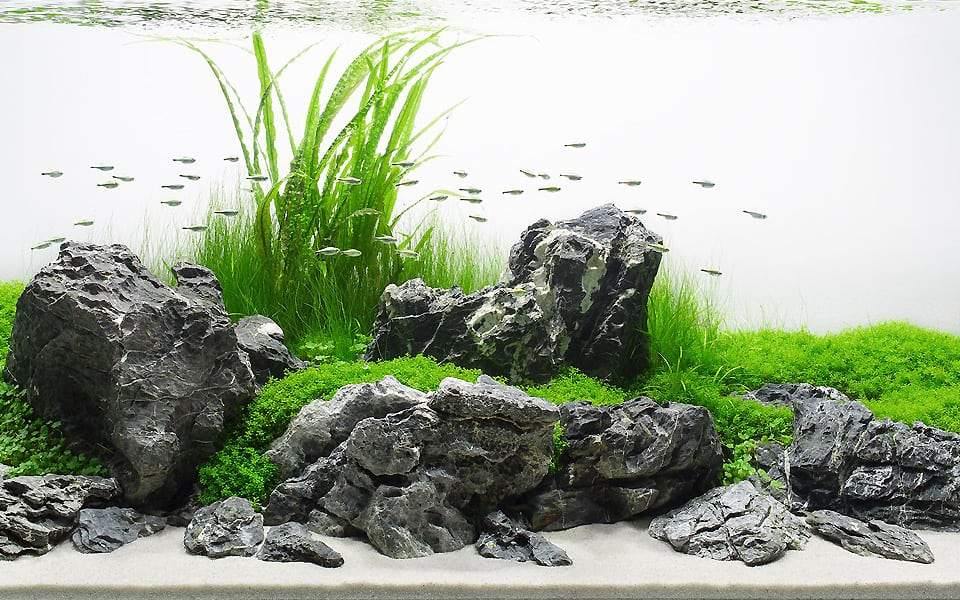 Petzlifeworld Premium Seiryu Rock – Natural River Rock for Aquascaping, Terrariums & Freshwater Aquariums - Bild 3