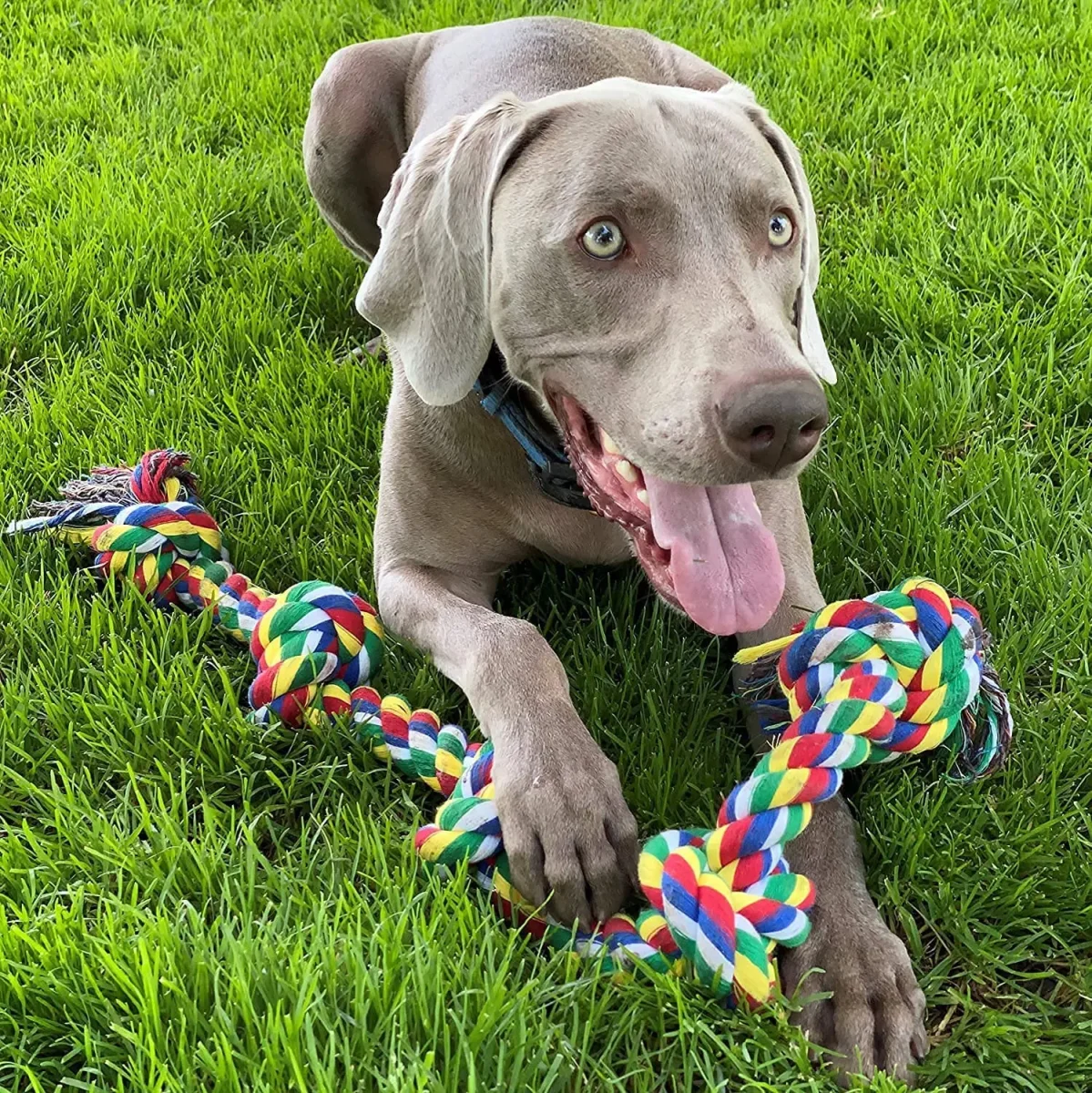 Adidog +Dog Chew Toys + Puppy Teething Toys + Rope Dog Toy + Dog Toys for Small to Medium Dog Toys + Dog Toy Pack + Tug Toy + Dog Toy Set + Washable Cotton Rope for Dogs(Pack of 7) - Bild 3