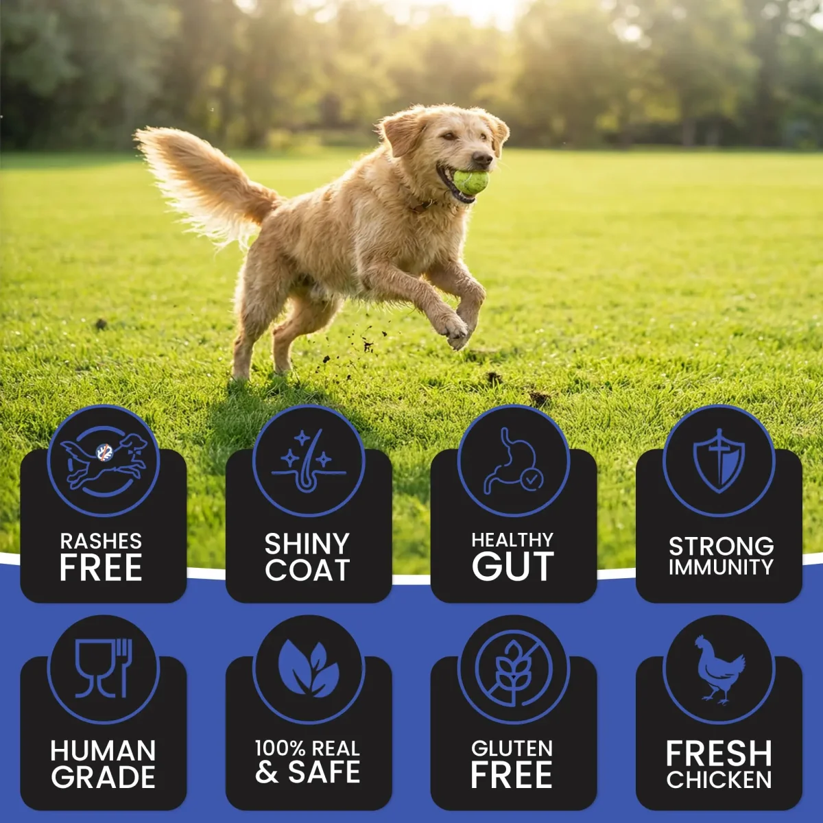 Dr.Pets Bistik Dog Food Treat - Dog Biscuits for Adult Dog & Puppy, Gluten Free Healthy Treats with Fresh & Natural Ingredients, Chicken Cheese Flavor 450g Each Pack of 2 - Bild 7