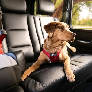 ClickIt Sport Plus Harness Bundle Edition, Crash-Tested Dog Car Harness by Sleepypod