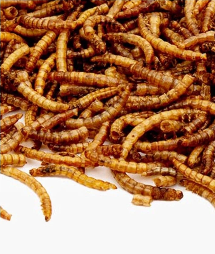 Dried Mealworms bag 5kg - Bild 3